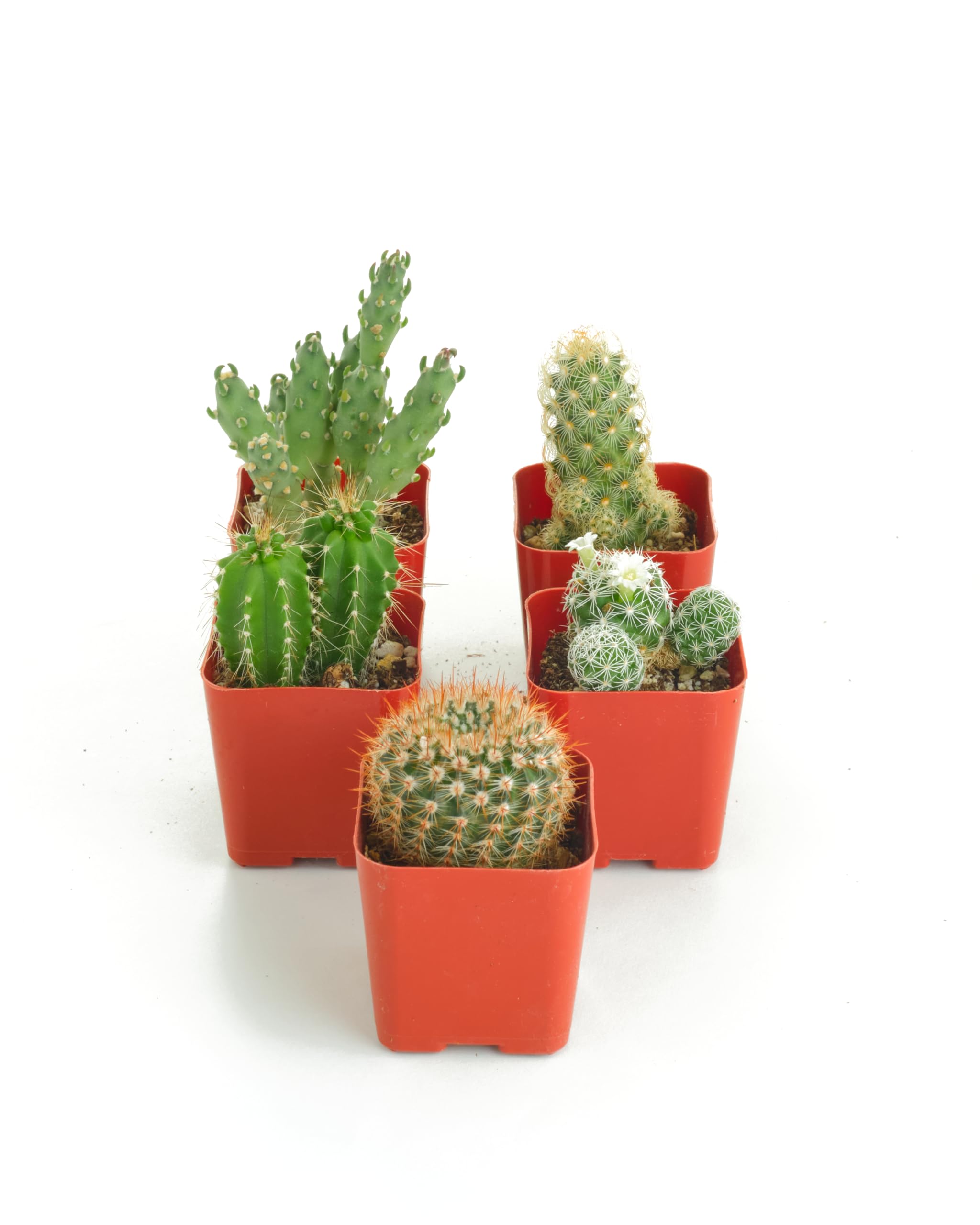 Amazon.com : Shop Succulents | Can't Touch This Collection